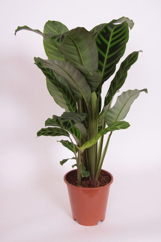 Calathea zebrina