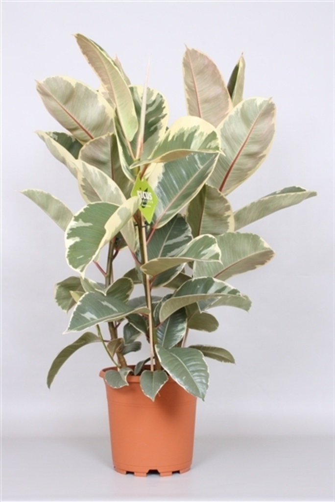 Ficus elastica 'Tineke'