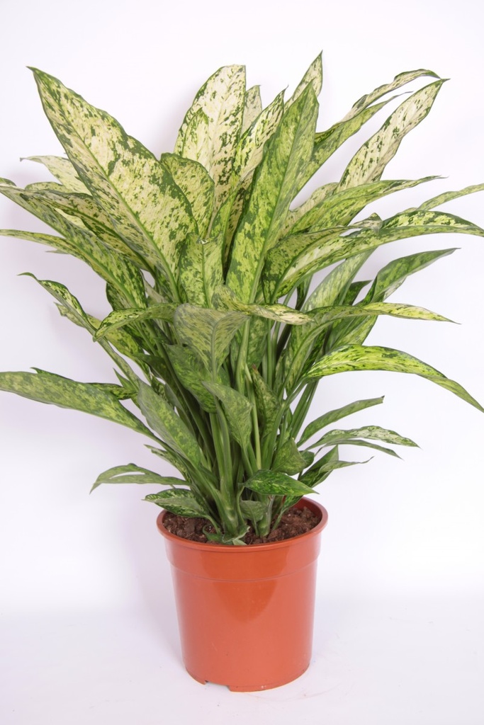 Dieffenbachia vesuvius