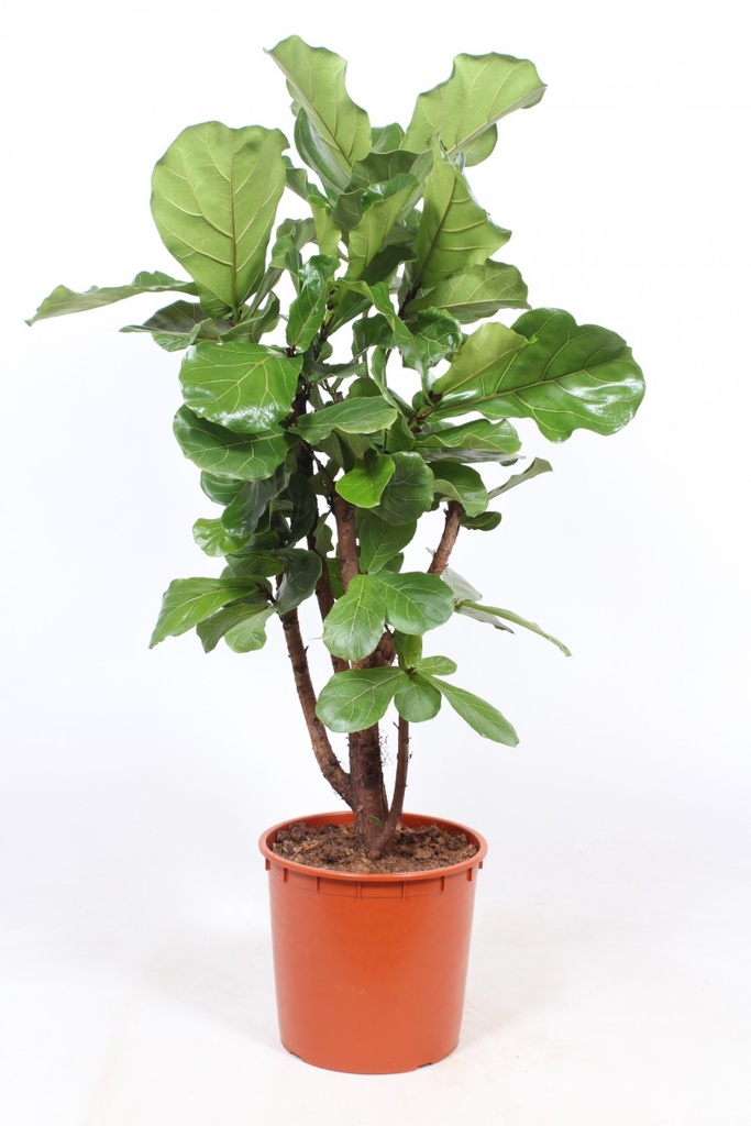 Ficus lyrata