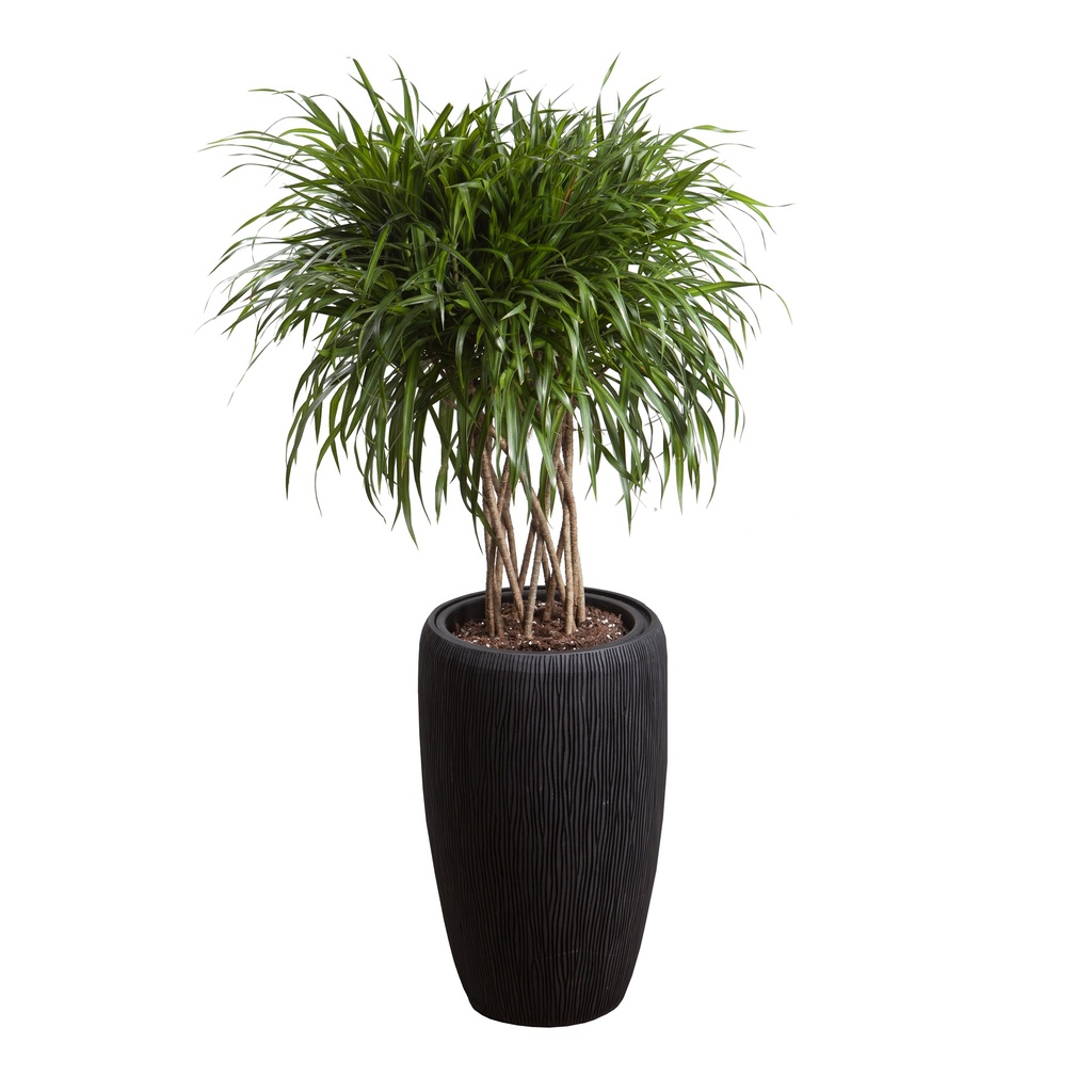 Dracaena 'Anita'