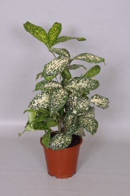 Dracaena 'Godseffiana'