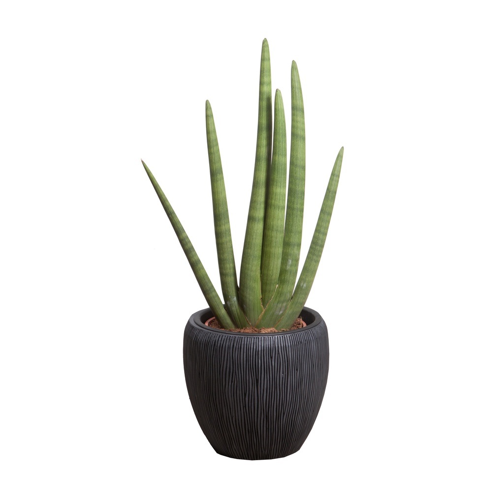 Sansevieria cylindrica