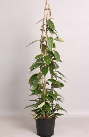 Hoya macrophylla
