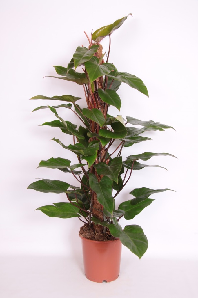 Philodendron 'Imperial Red'