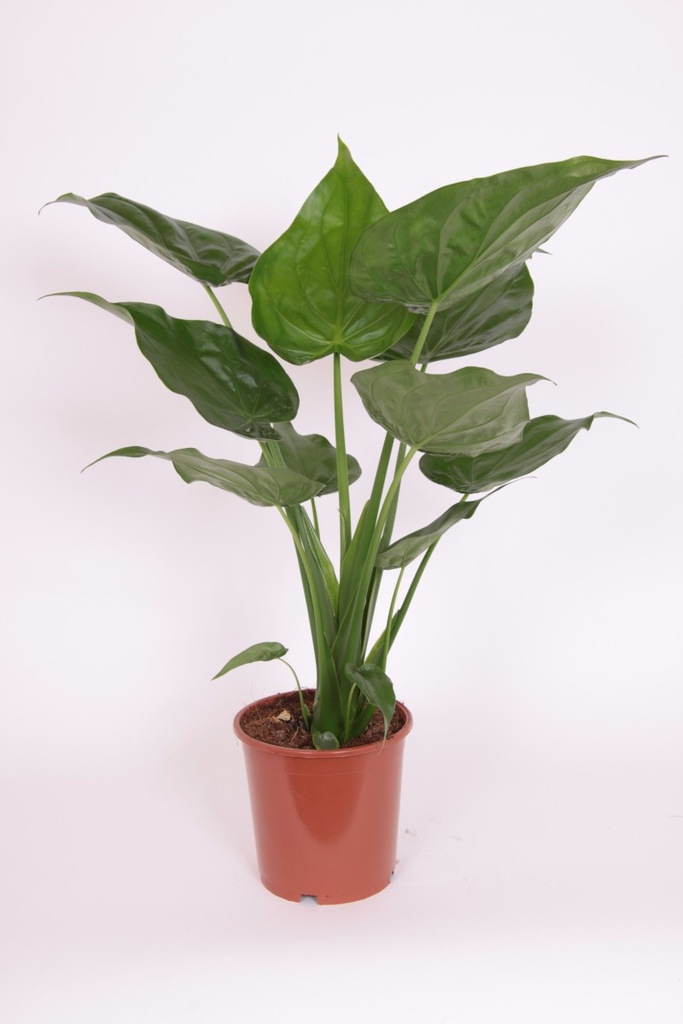 Alocasia cucullata