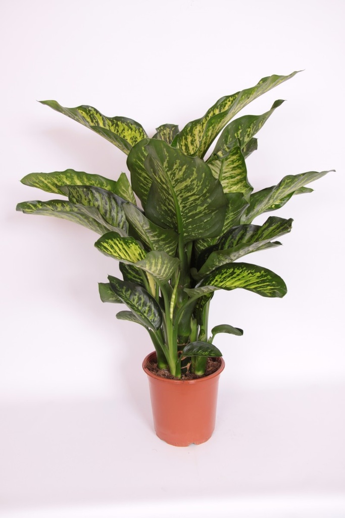 Dieffenbachia maroba
