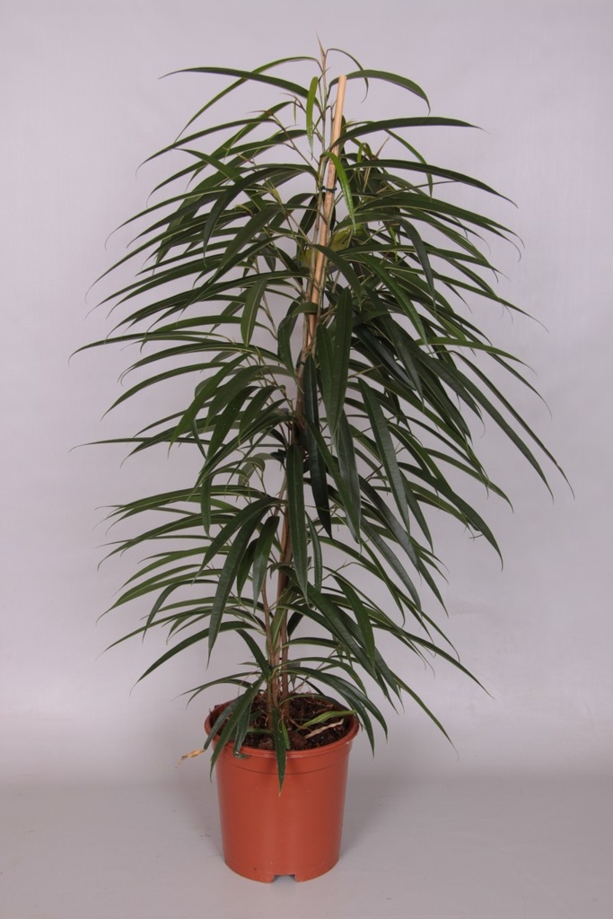 Ficus 'Alii'