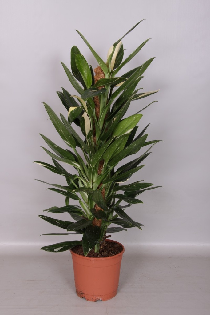 Philodendron cobra