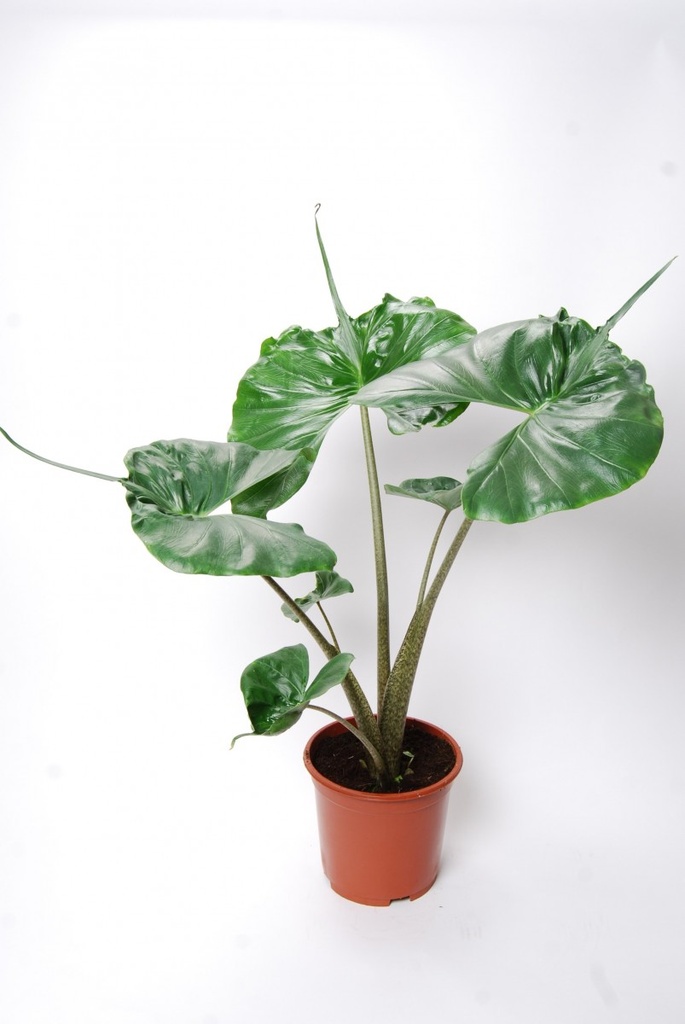 Alocasia 'Stingray'