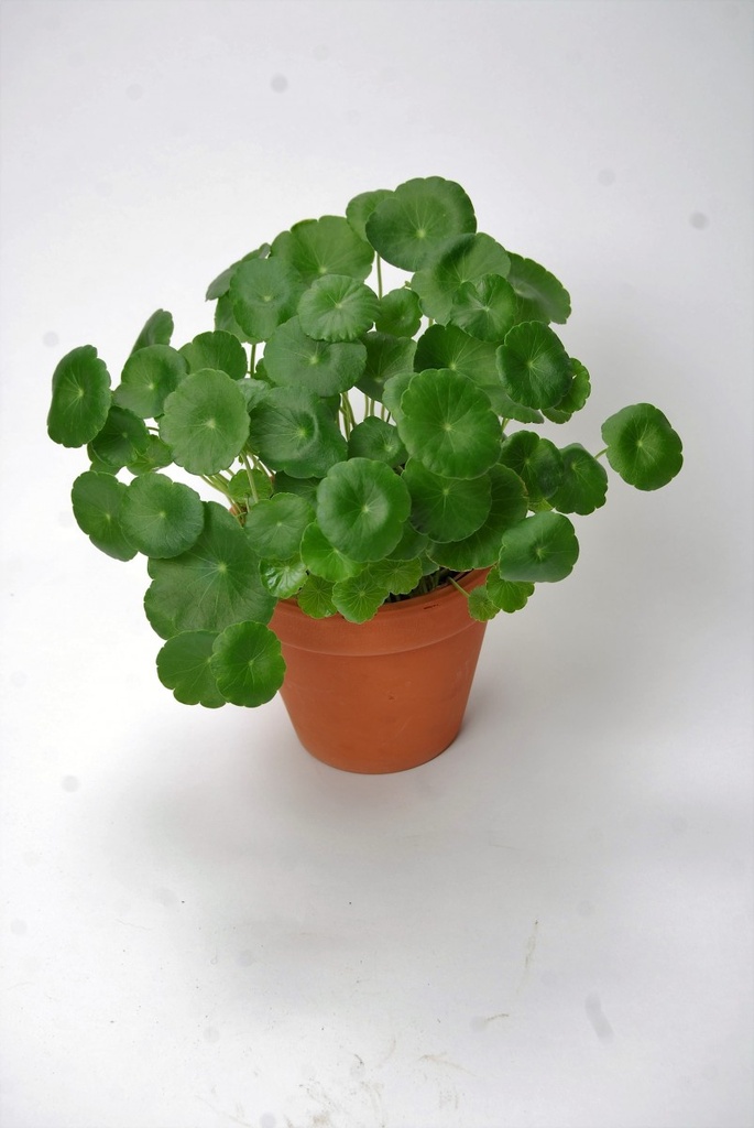 Centella asiatica