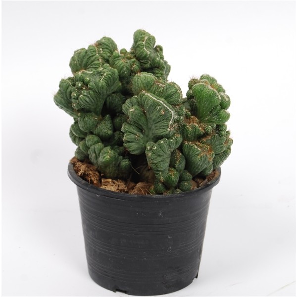 Euphorbia 'Grizzly'