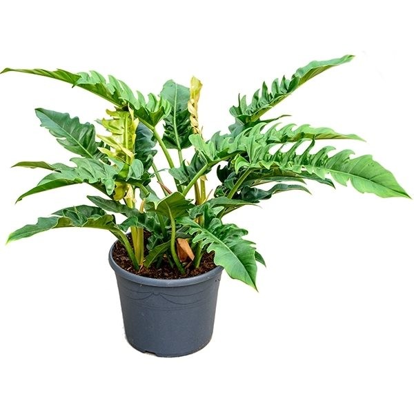 Philodendron 'Narrow'
