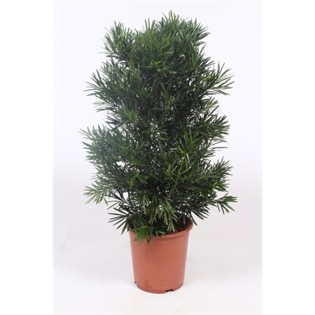 Podocarpus macrophylla