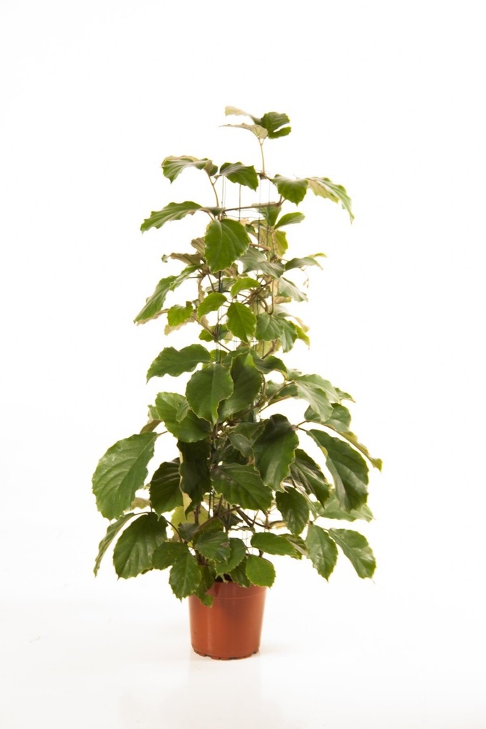 Tetrastigma