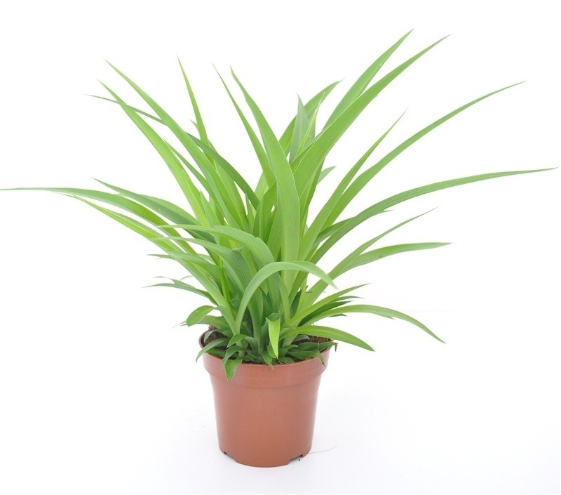 Chlorophytum 'Lemon'