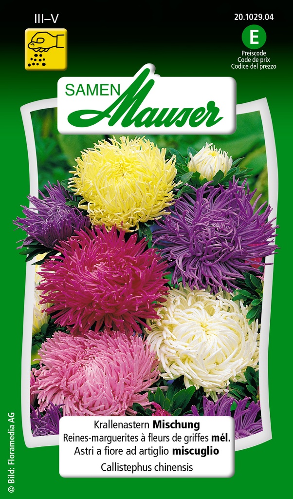 Reines-marguerites à fleurs de griffes mél.