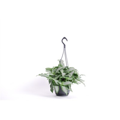 Murdania loriformus 'Bright Star'