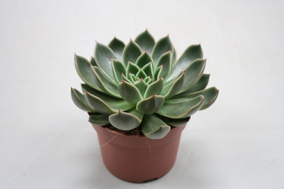 Echeveria mira