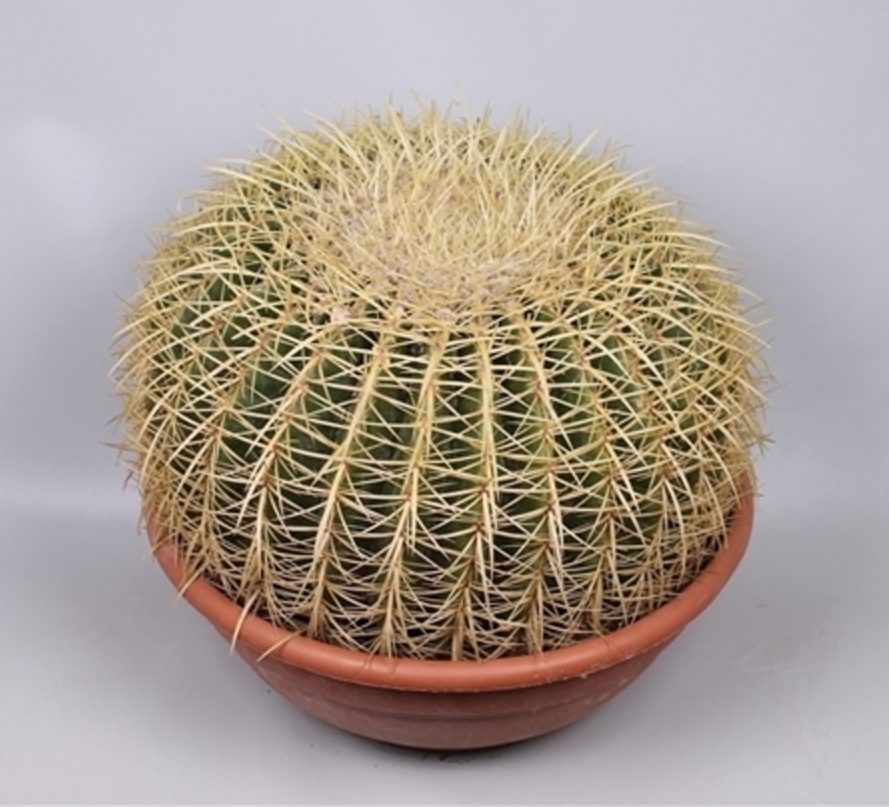 Echinocactus grusonii