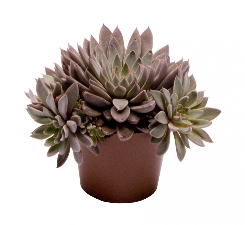 Echeveria rusbyi