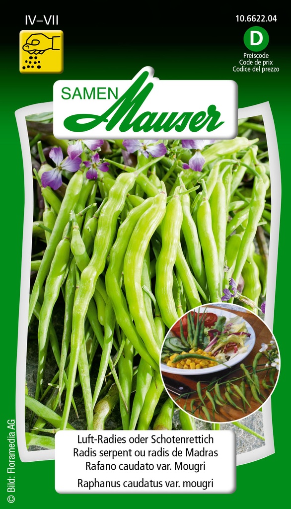 Radis serpent ou radis de madra