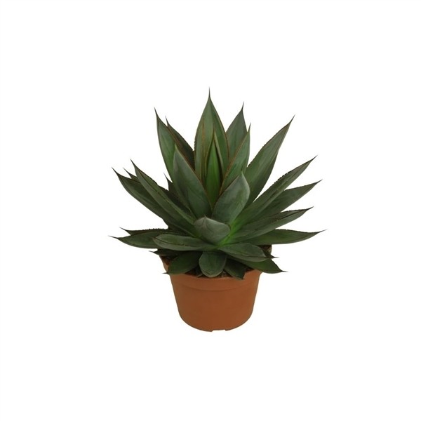 Agave 'Shaka Zulu'