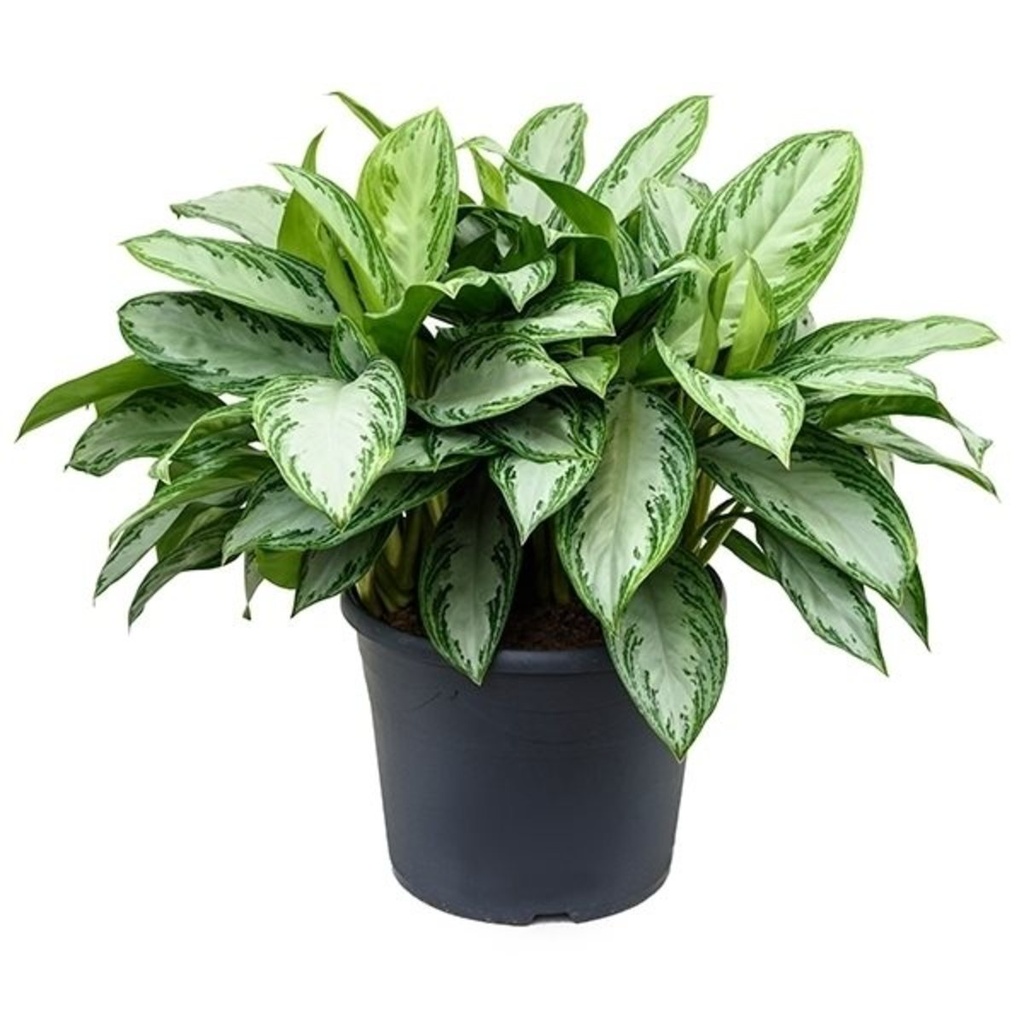 Aglaonema 'Silverbay'