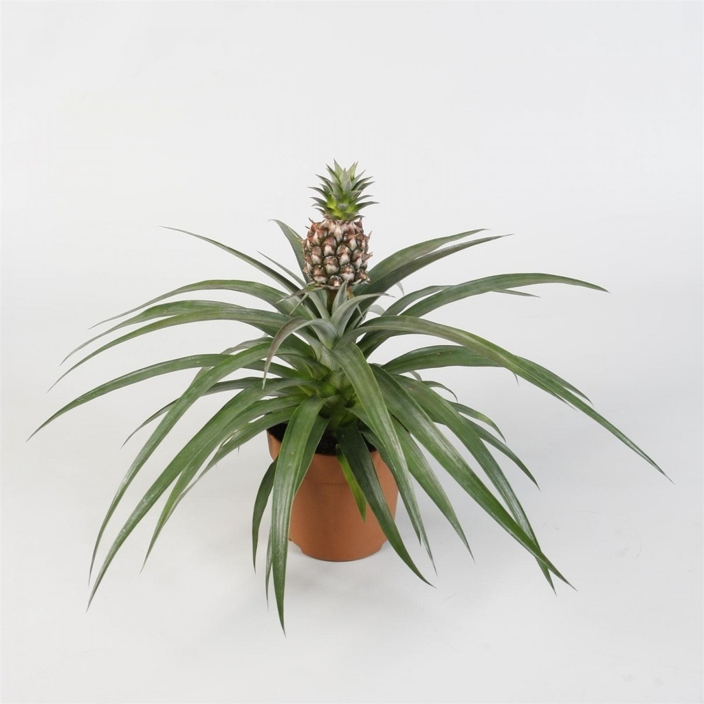 Ananas 'Champac'