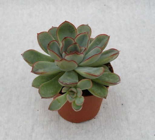 Echeveria pulvinata 'Frosty'