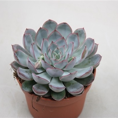 Echeveria hercules