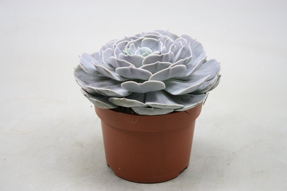 Echeveria pollux