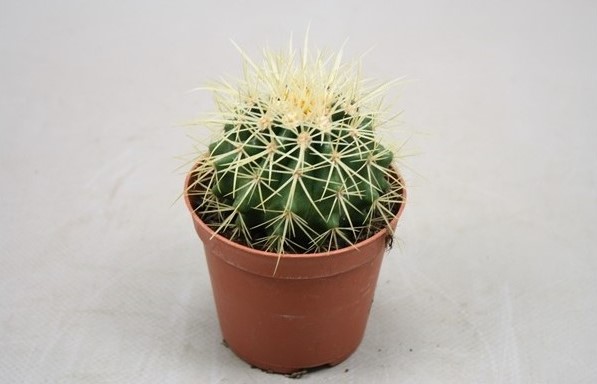 Echinocactus grusonii