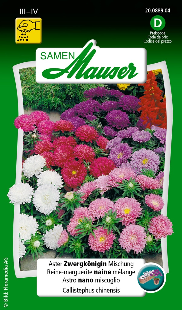 Reine-marguerite naine mélange