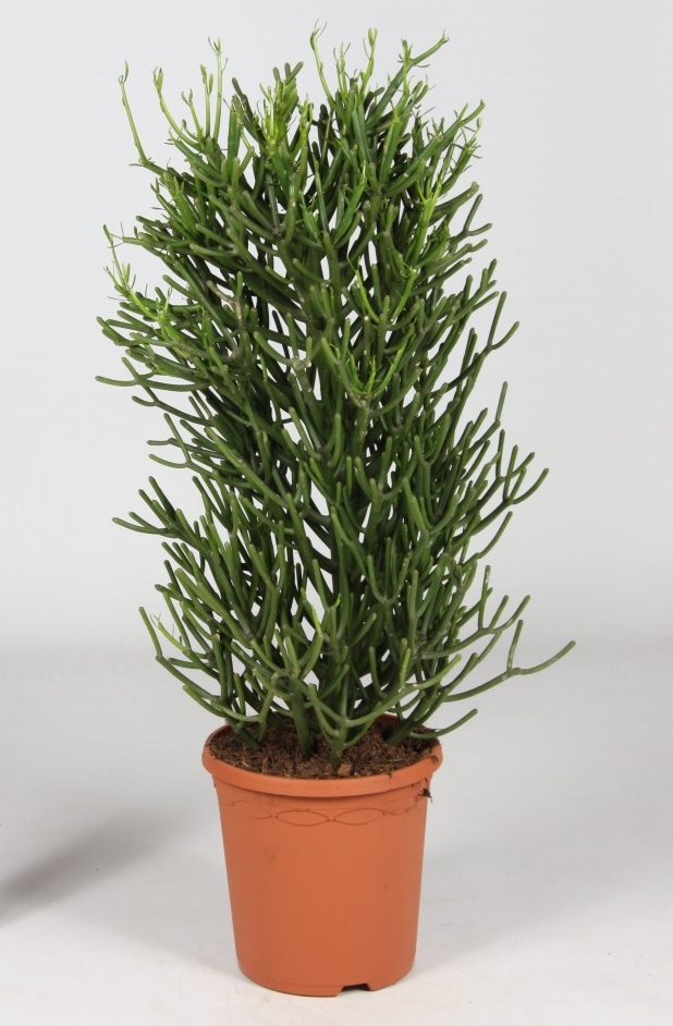 Euphorbia tirucalii