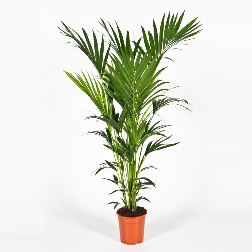 Kentia forsteriana