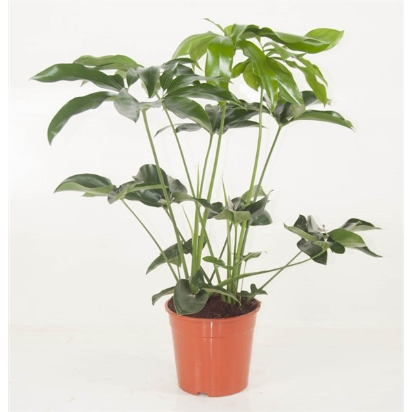 Philodendron 'Green Wonder'