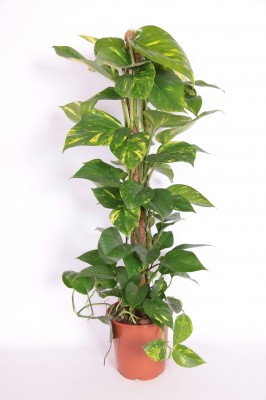 Scindapsus aureum