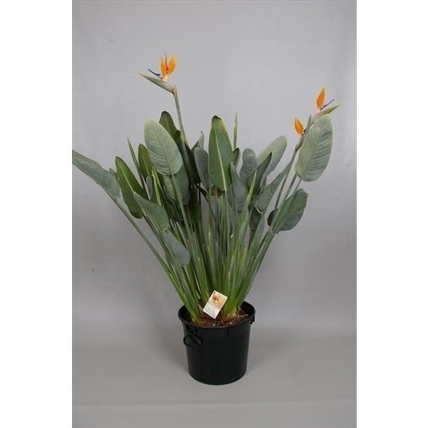 Strelitzia reginae