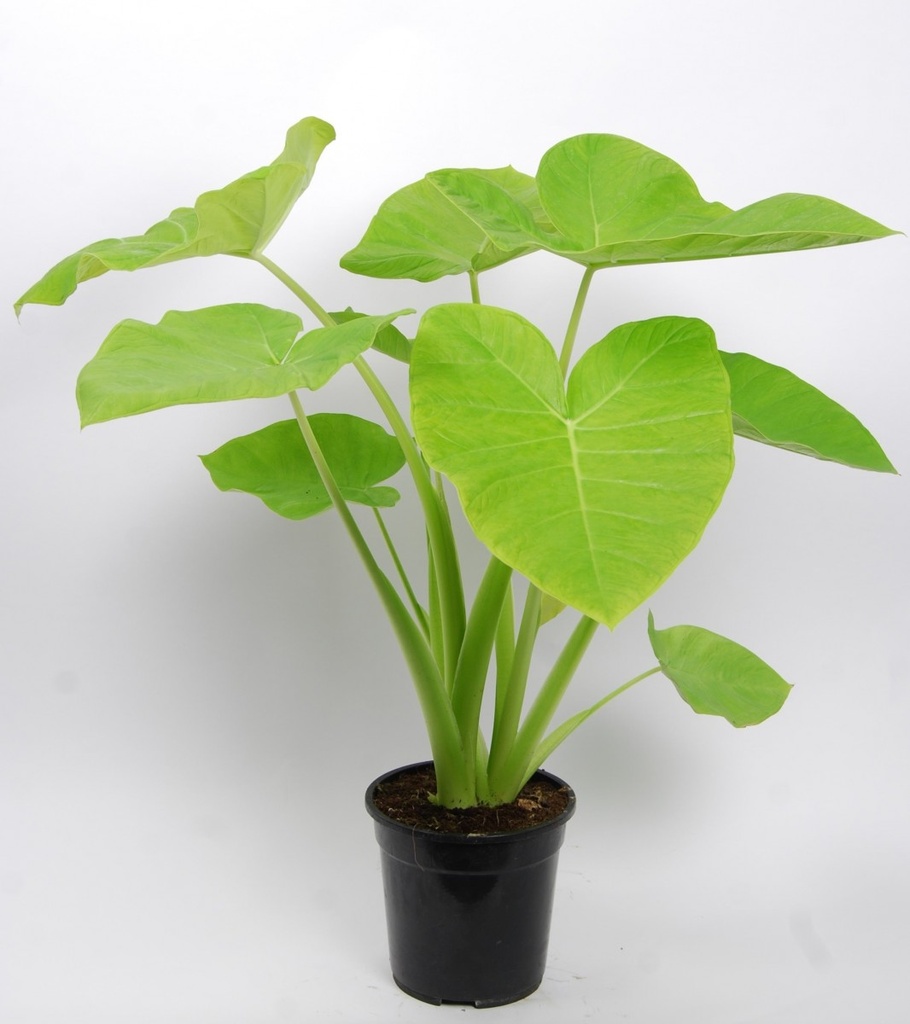 Xanthosoma 'Lime'