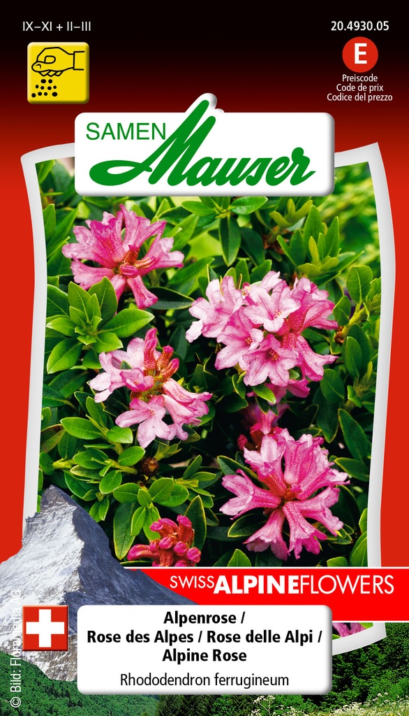 Rhododendron ferrugineum