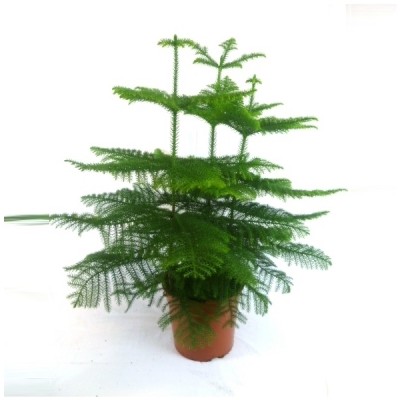 Araucaria heterophylla