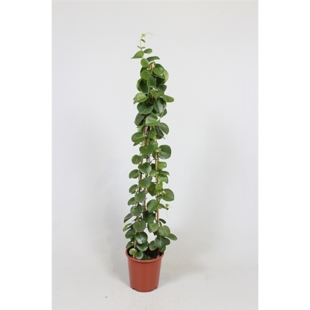 Cissus rotundifolia