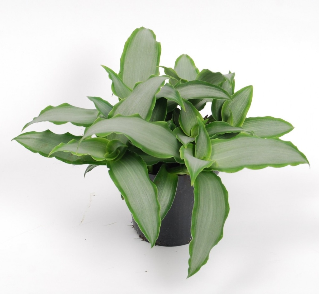 Murdania 'Bright Star'