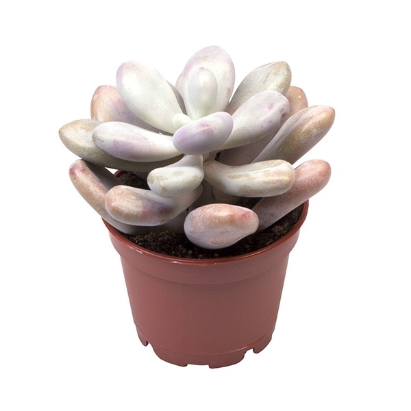 Pachyphytum oviferum 'Pink Panter'