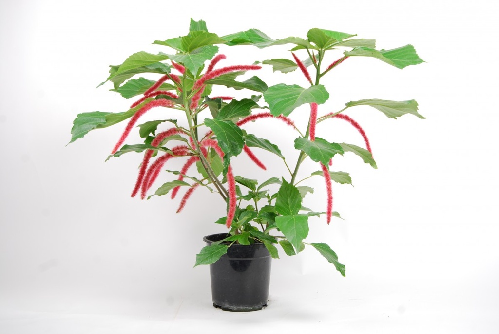 Acalypha hispida