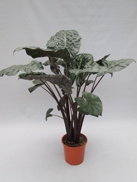 Alocasia 'Princess'