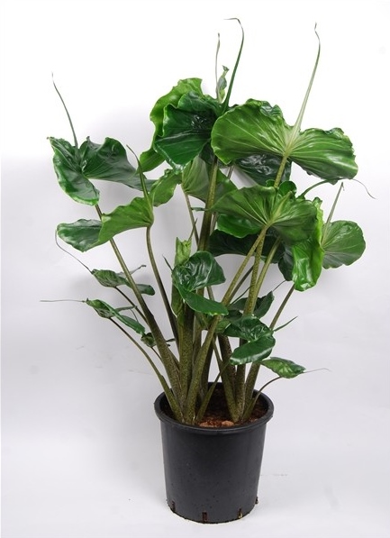 Alocasia 'Stingray'
