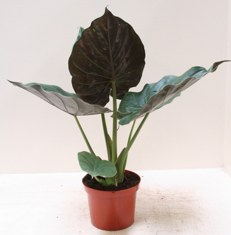 Alocasia 'Wentii'