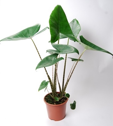 Alocasia zebrina